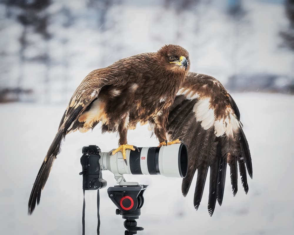 Majestic Eagle with Camera by Annie Poreider — canvas wall art