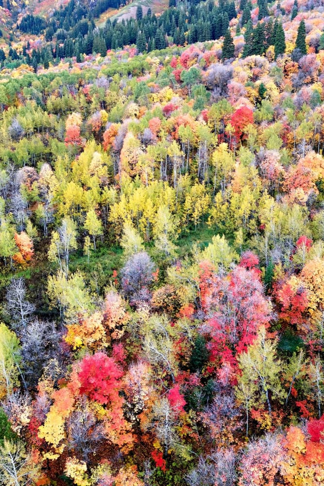 Vibrant Autumn Forest by Amanda Abel — canvas wall art