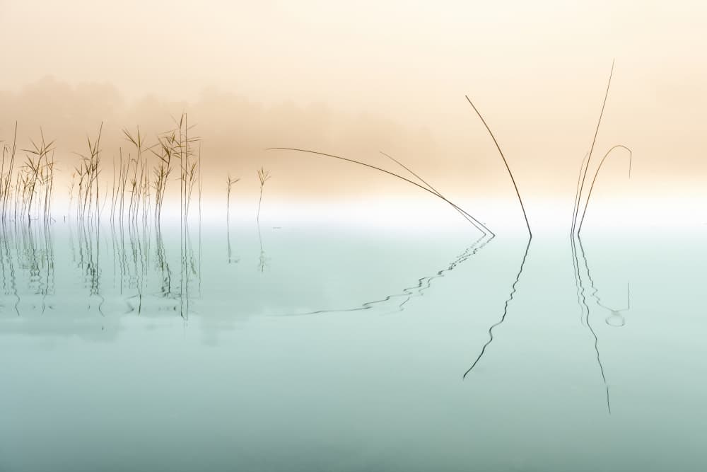 Misty Reeds Reflection