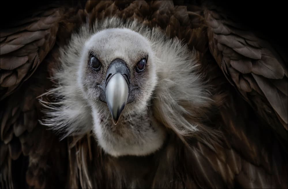 Intense Vulture Gaze by Chris Coenders — canvas wall art