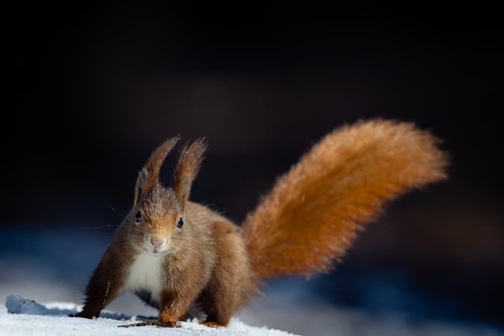Red Squirrel Winter Gaze by Hannes Bertsch — canvas wall art