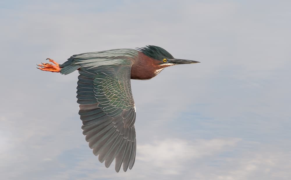 Green Heron In Flight by Alfred Forns — canvas wall art