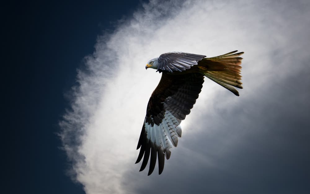 Soaring Red Kite by Erik Engström — canvas wall art