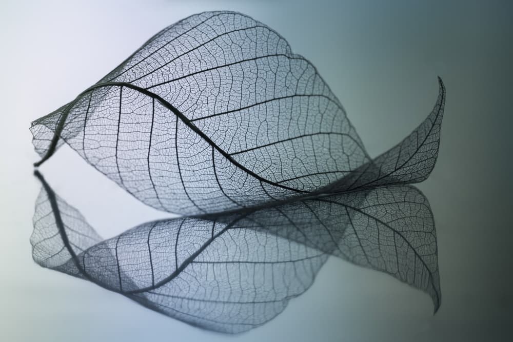 Curvaceousness by Shihya Kowatari — canvas wall art