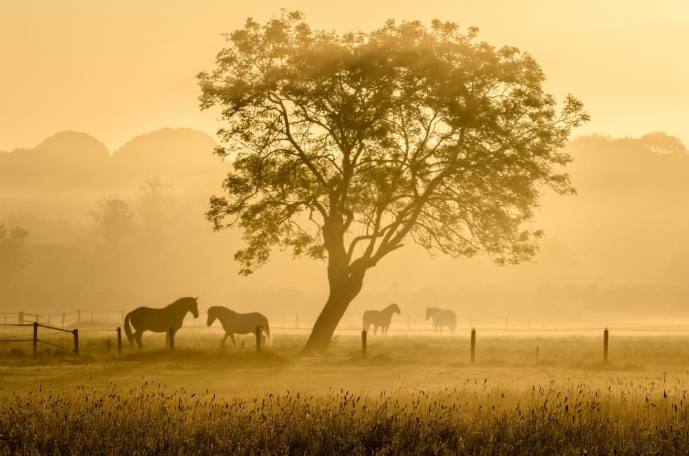 Golden Horses In Mist by Richard Guijt — canvas wall art