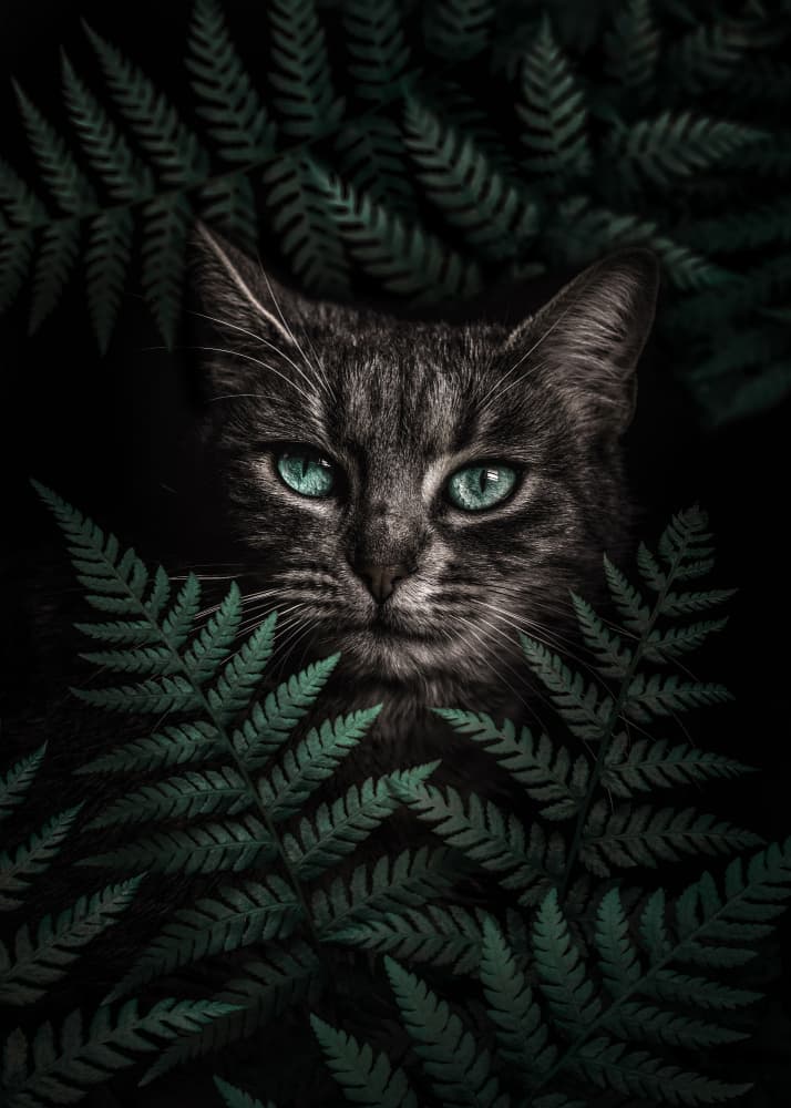 Emerald Eyed Cat by Ariz Rab — canvas wall art