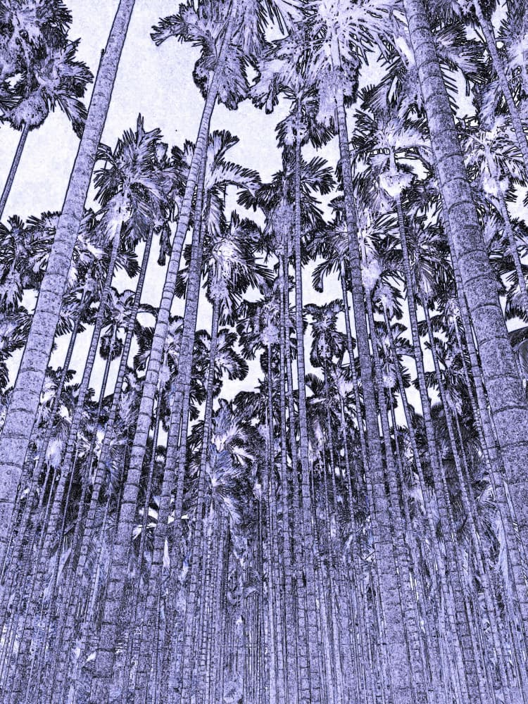 Upward Palm Forest by Santhosh ch — canvas wall art