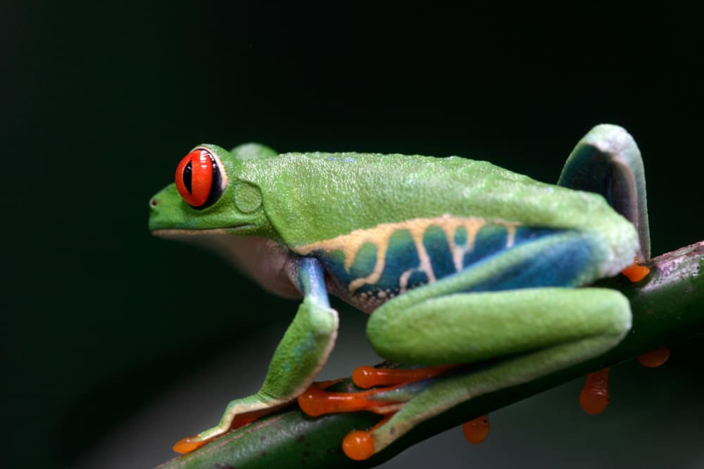 Red-Eyed Tree Frog by Edgar Monzon — canvas wall art