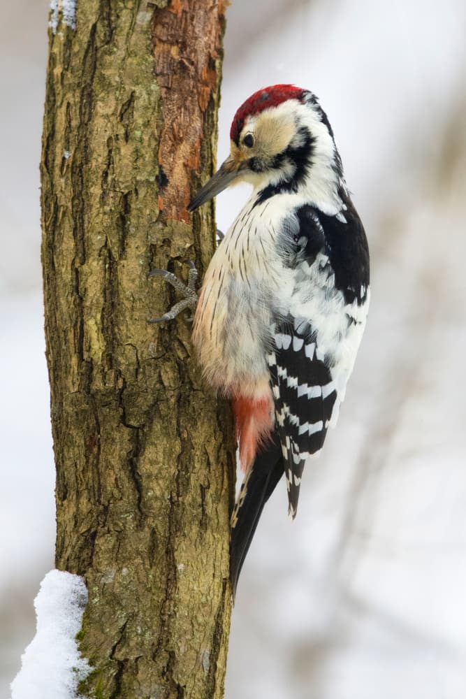 Winter Woodpecker on Tree by Dmitry Doronin — canvas wall art