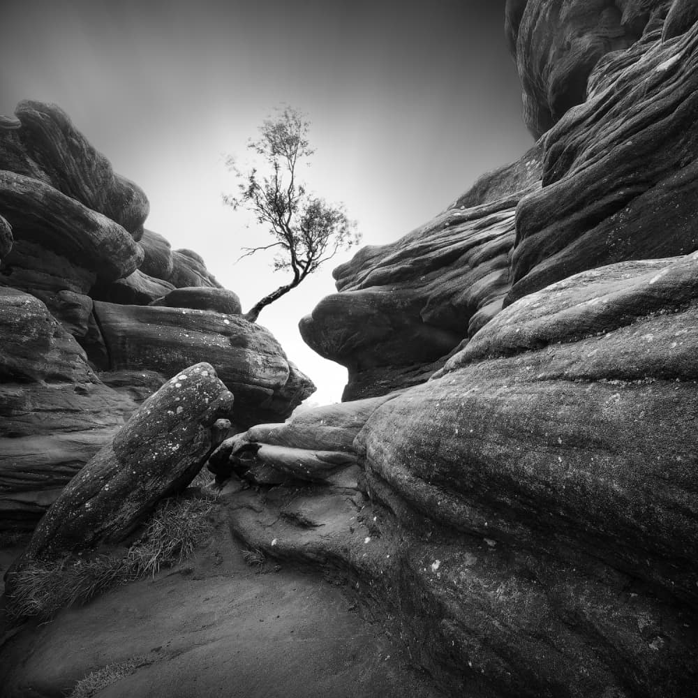 Solitary Tree Among Rocks by Sainty — canvas wall art