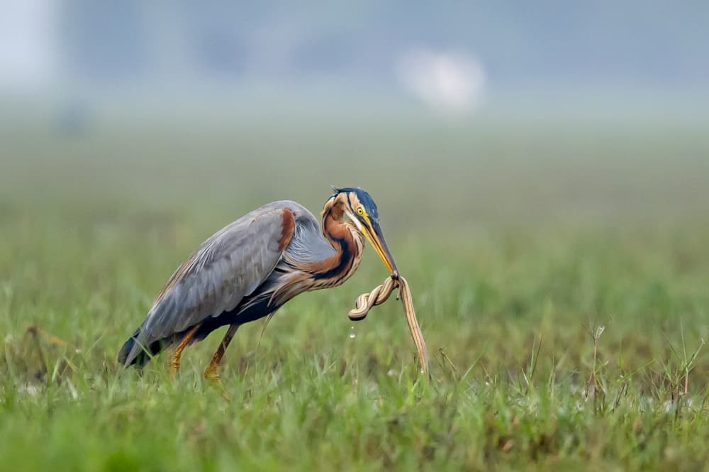 Purple Heron with its catch by BALASUBRAMANIAN GV — canvas wall art