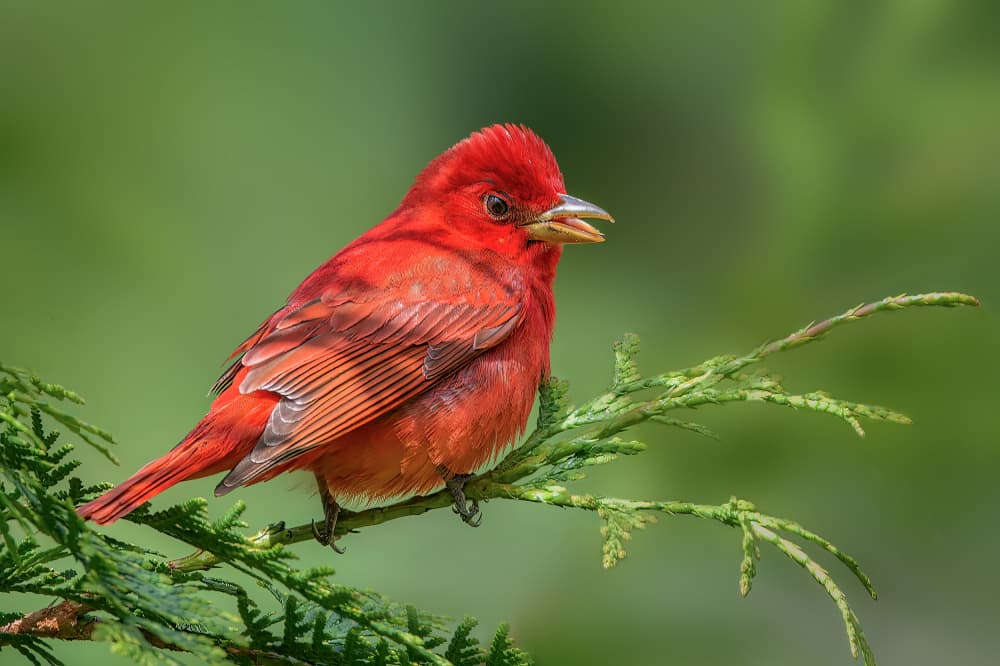 Vibrant Red Bird Perched by Jacob (Jian) Xu — canvas wall art