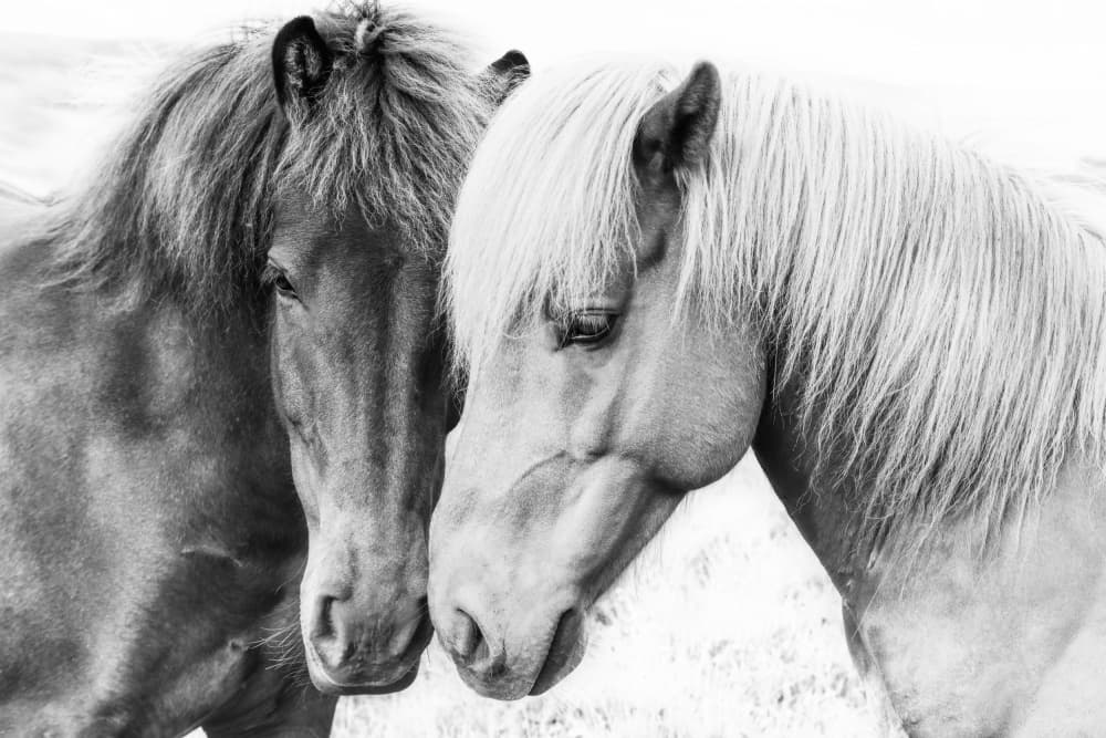 Horse Love by Kathrin Pienaar — canvas wall art
