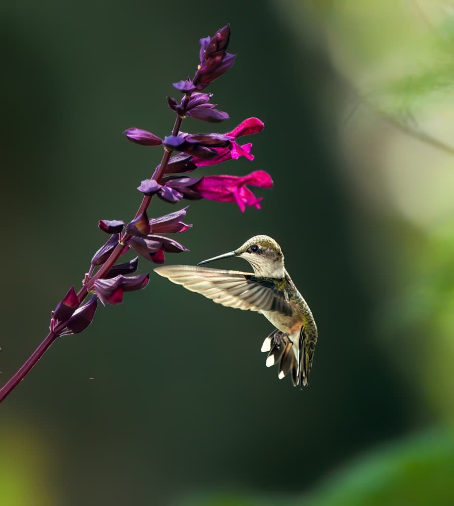 Hummingbird Nectar Bloom by Hannah & Wei — canvas wall art
