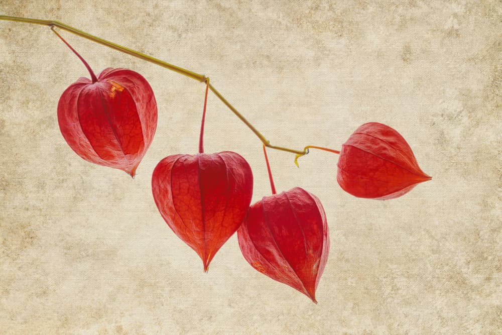 Chinese Lanterns Still Life by Ytje Veenstra — canvas wall art