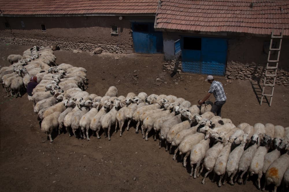 Shepherd Guiding Flock by Fatma GÖKMEN — canvas wall art