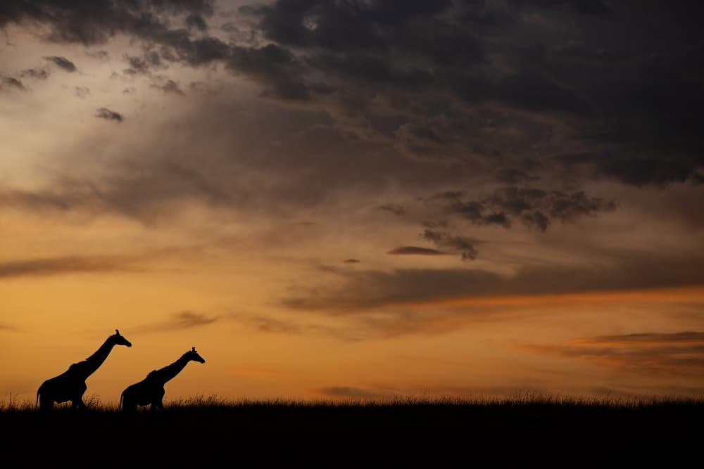 African Sunset Giraffes by Valerio Ferraro — canvas wall art