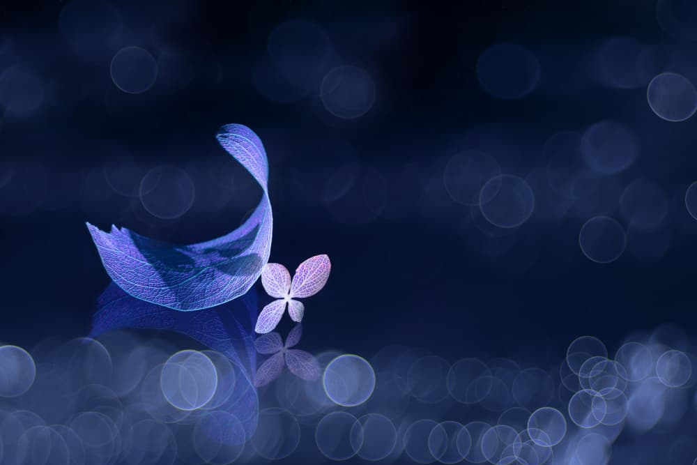 Blue Leaf Swan by Igor Kopcev — canvas wall art