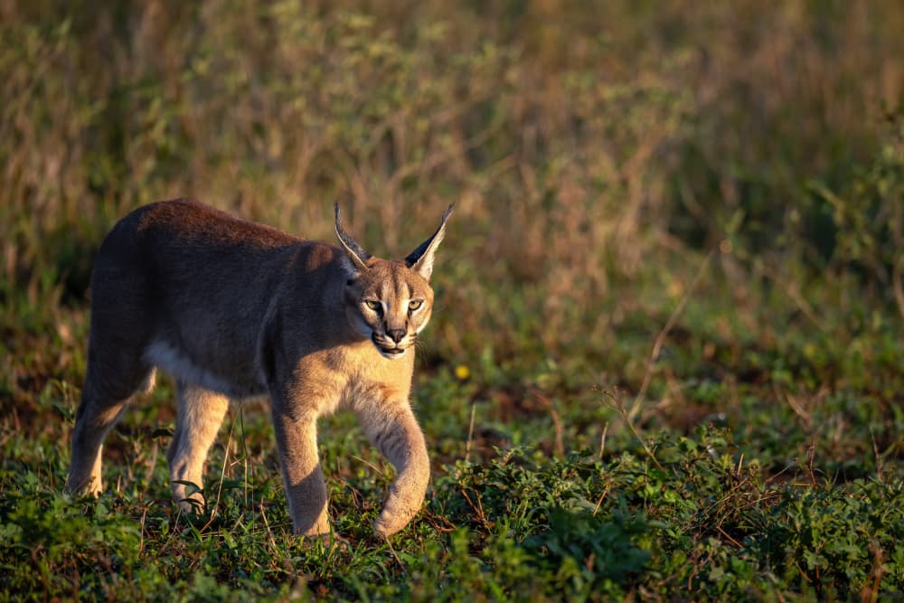 Golden Hour Caracal by Massimo Felici — canvas wall art