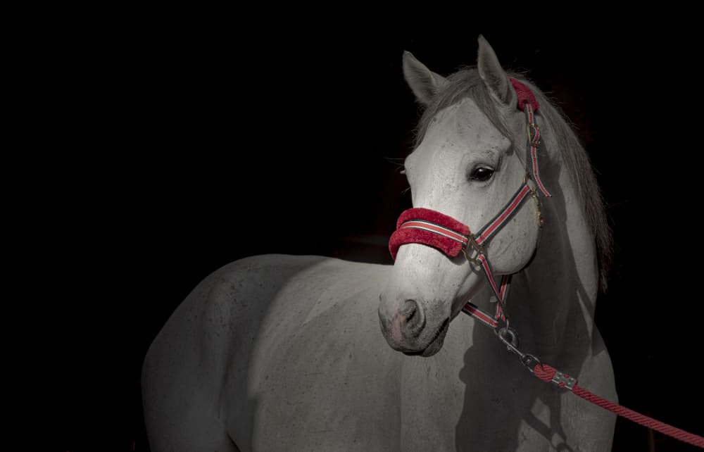 Majestic White Horse by Yomn Almonla 🇸🇦 — canvas wall art
