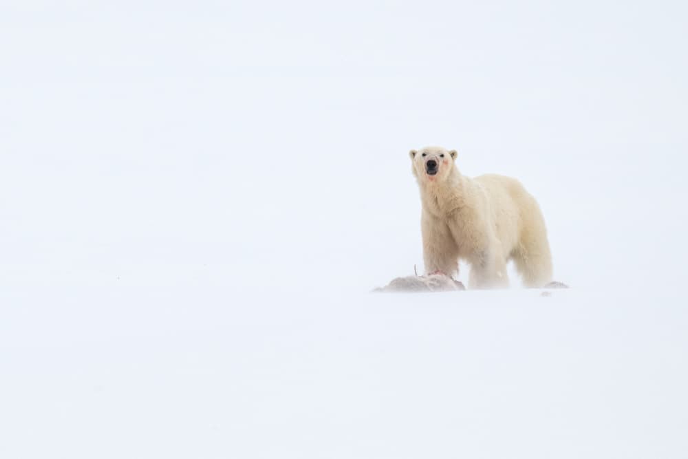 Solitary Polar Bear by Susanne Landolt — canvas wall art