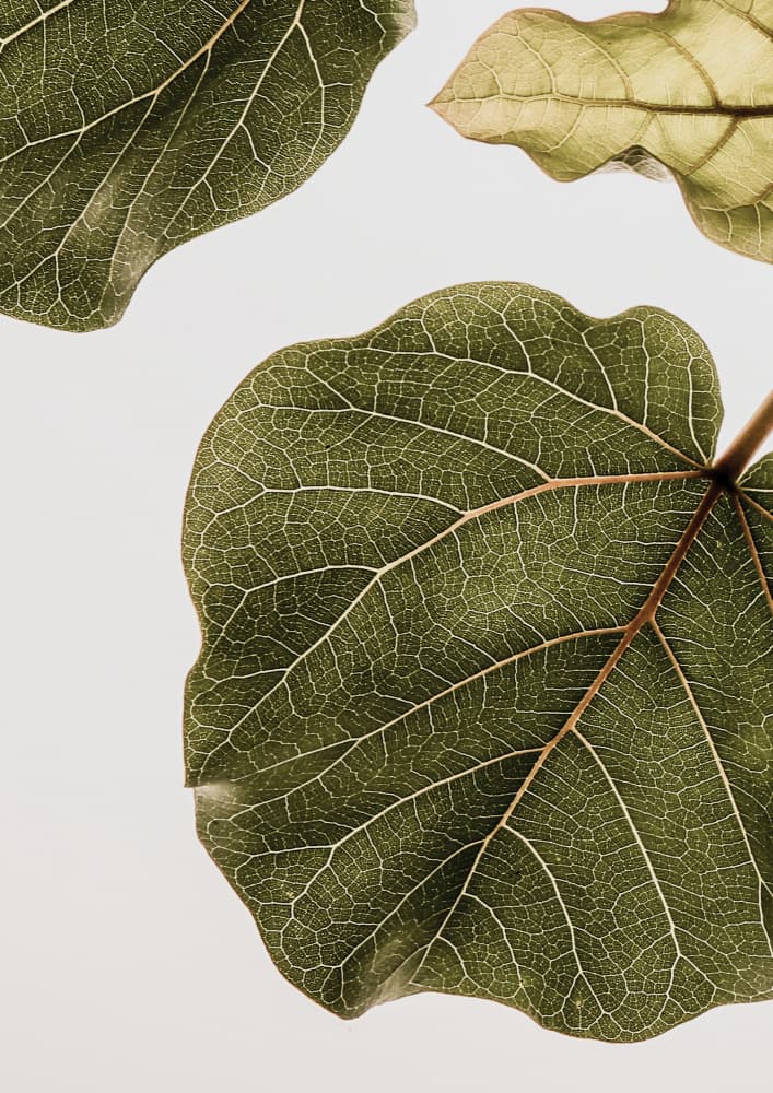 Leaf Vein Tapestry by Shot by Clint — canvas wall art