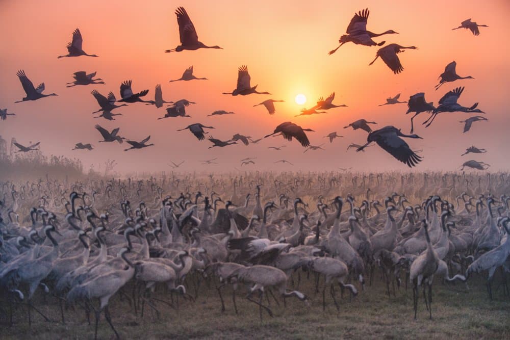 Misty Sunrise Cranes Flying by Keren Or — canvas wall art