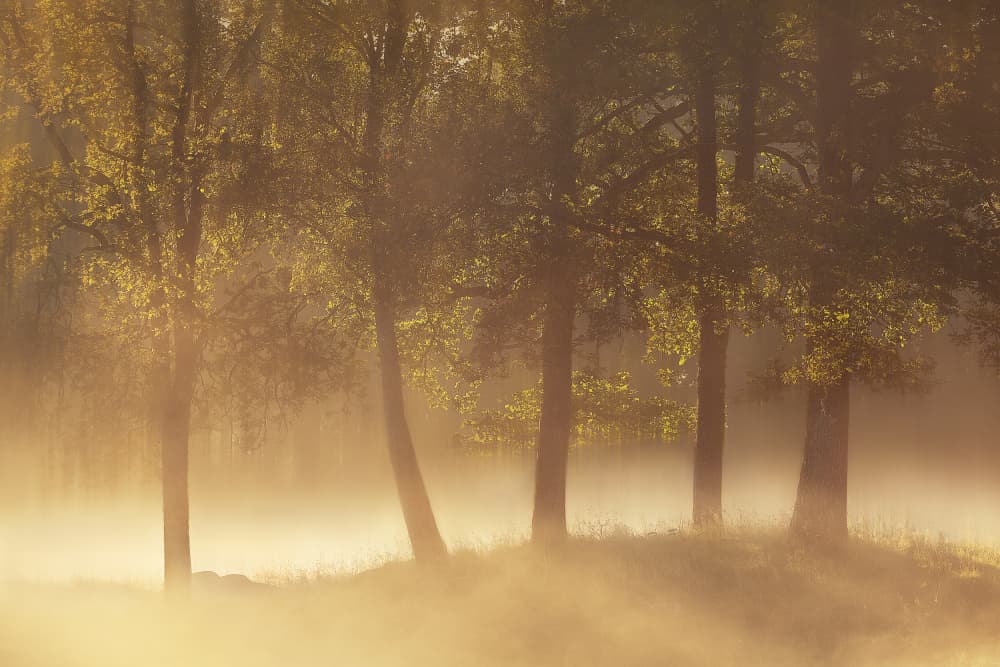 Golden Morning Mist by Gustav Davidsson — canvas wall art