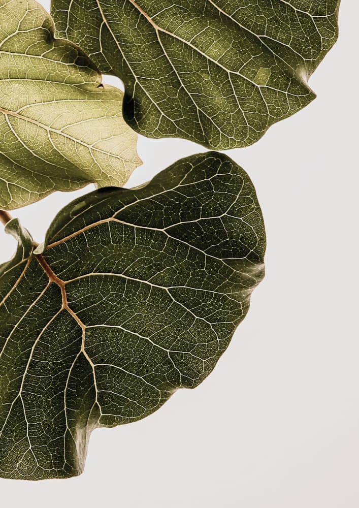 Leaf Veins Symphony by Shot by Clint — canvas wall art