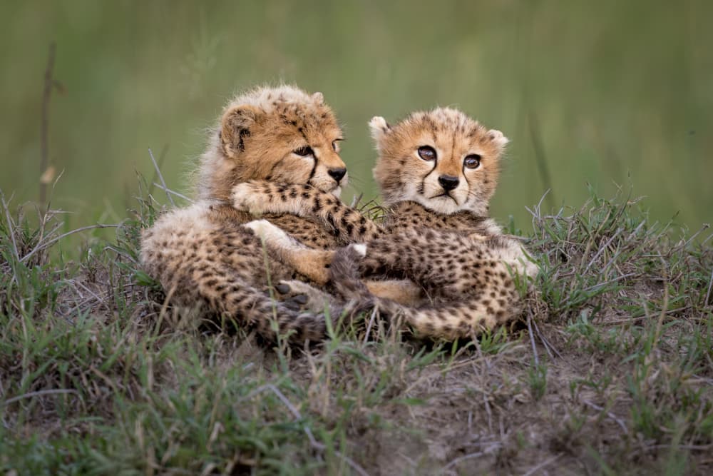 Best Sibling by Roshkumar — canvas wall art