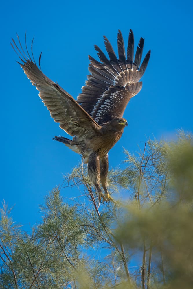 Majestic Eagle Descends by Arie Burla — canvas wall art