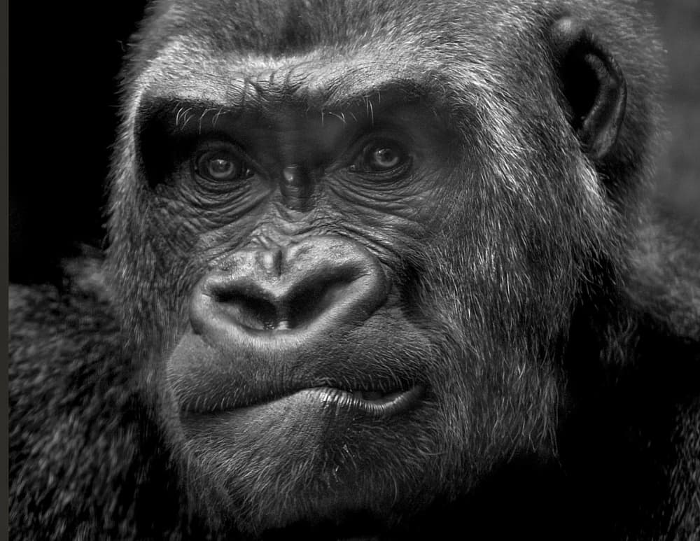 Powerful Gorilla Gaze by Michael Castellano — canvas wall art