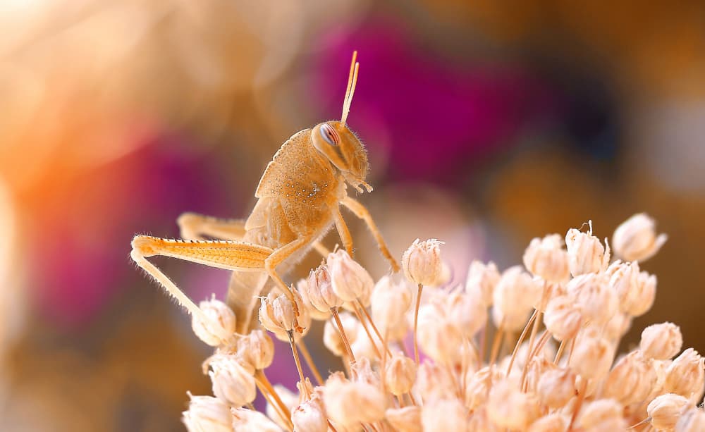Golden Grasshopper on Bloom by Thierry Dufour — canvas wall art