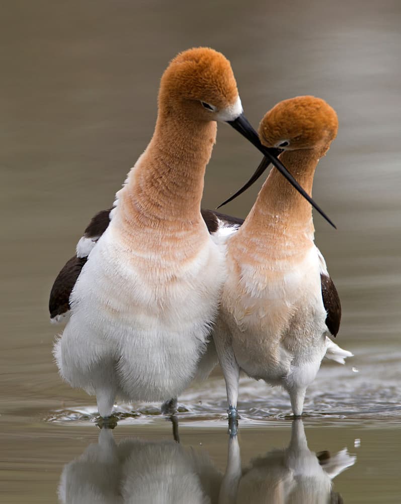 Avocet Pair Reflections by verdon — canvas wall art