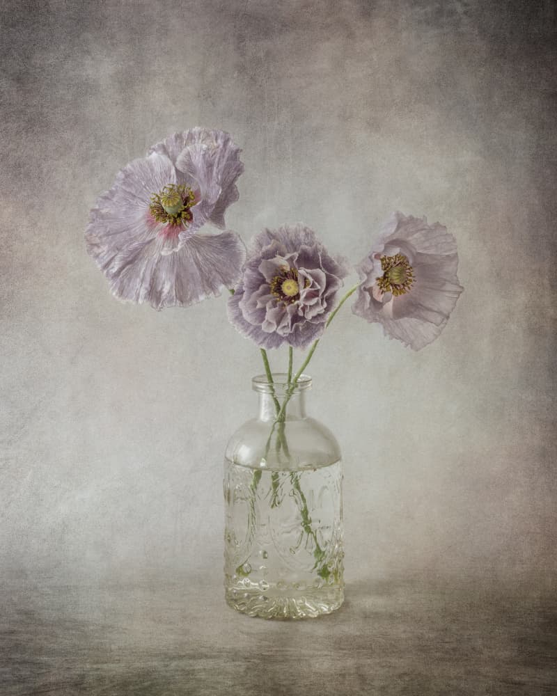 Lavender Poppies Vase by Ytje Veenstra — canvas wall art