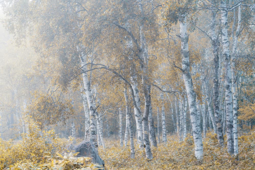 Fog spreads by Masaki Sugita — canvas wall art