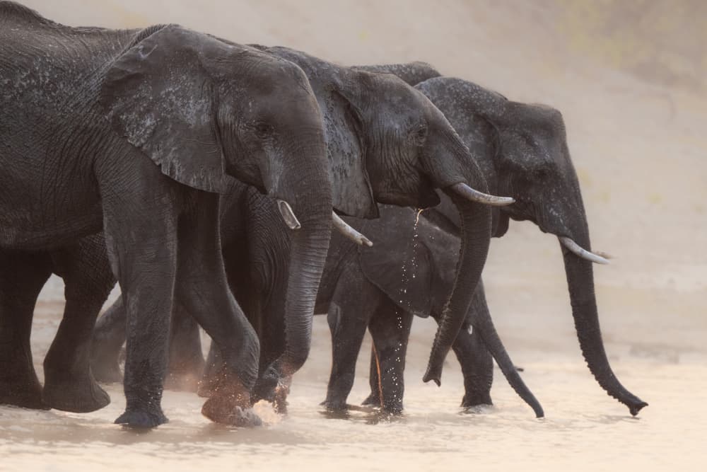 African Elephant Herd by Etienne Steenkamp — canvas wall art