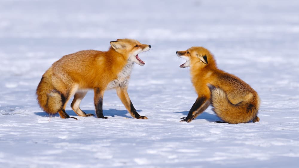 Red Foxes Yelling In Snow by Gavin Lam — canvas wall art