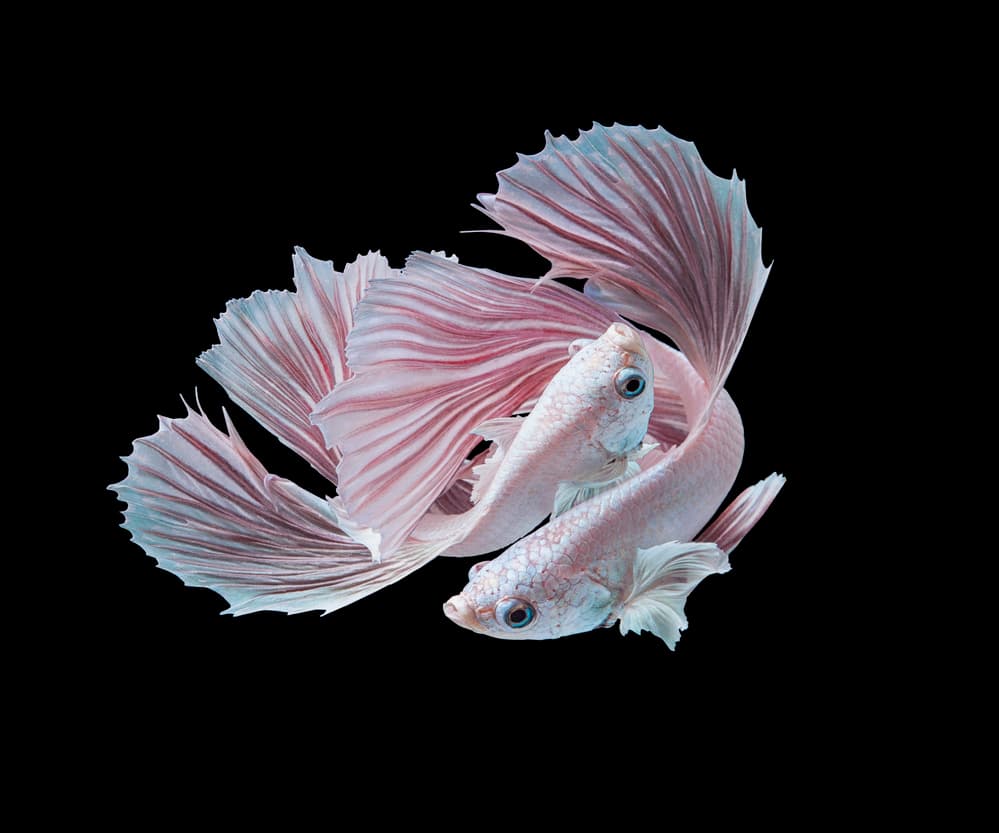 Elegant Betta Fish Pair by Andi Halil — canvas wall art