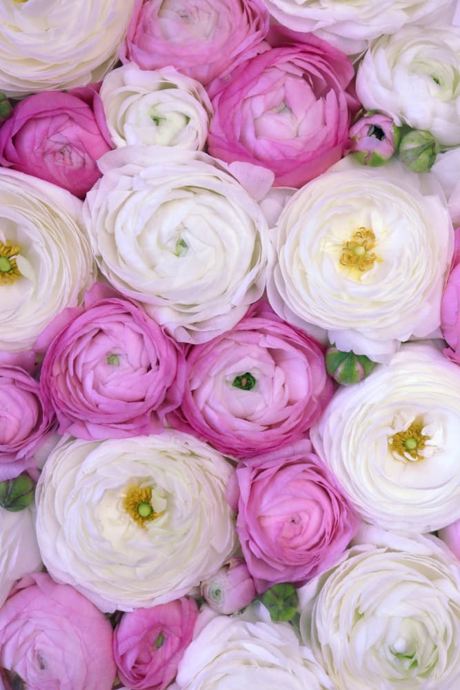Soft Pink White Ranunculus by Rosana Laiz Blursbyai — canvas wall art