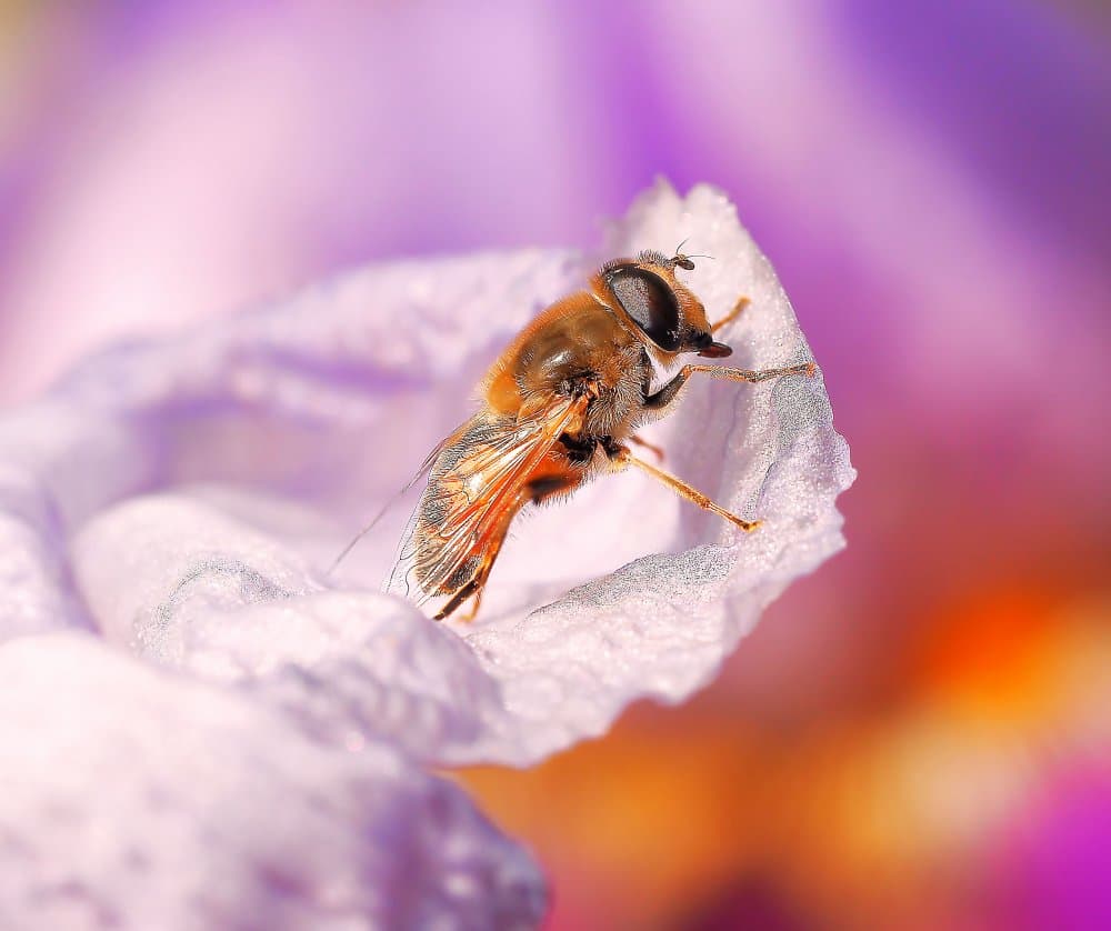 Fuzzy Bee on Petal by Thierry Dufour — canvas wall art