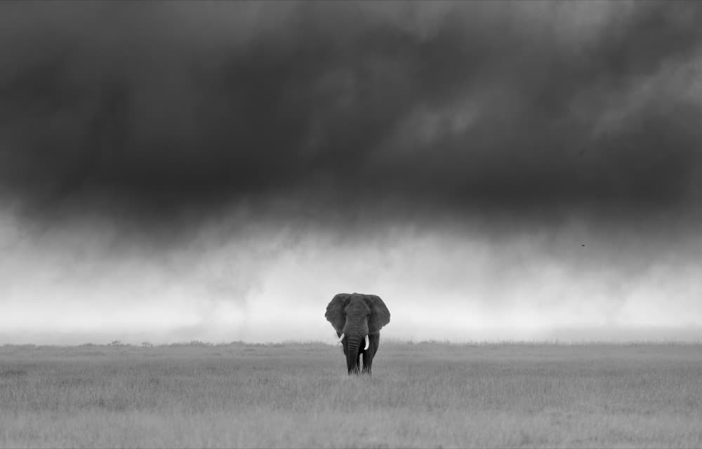 Elephant Under Stormy Sky by Bill Lu — canvas wall art