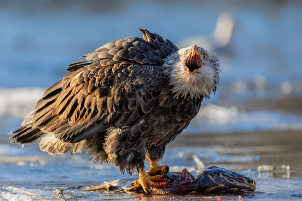 Eagle's Fierce Call by Jun Zuo — canvas wall art
