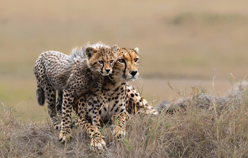 Cheetah Mother and Cub by Jie Fischer — canvas wall art