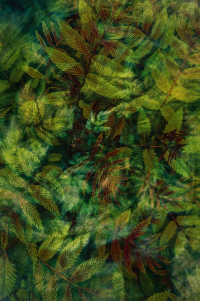 Lush Green Foliage by Pelin Atilla — canvas wall art