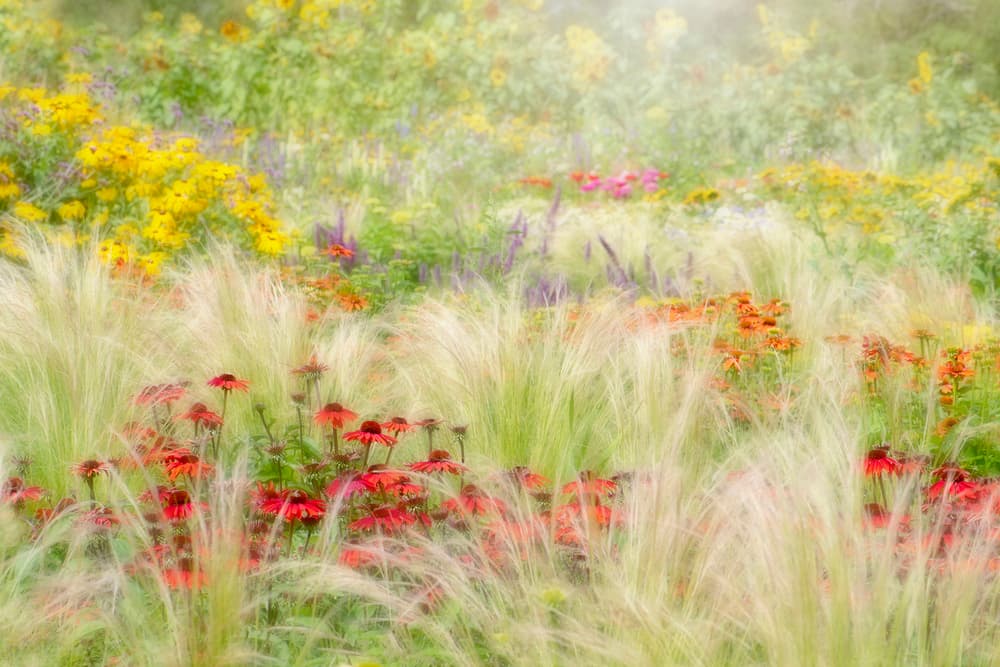 Dreamy Summer Meadow by Jacky Parker — canvas wall art