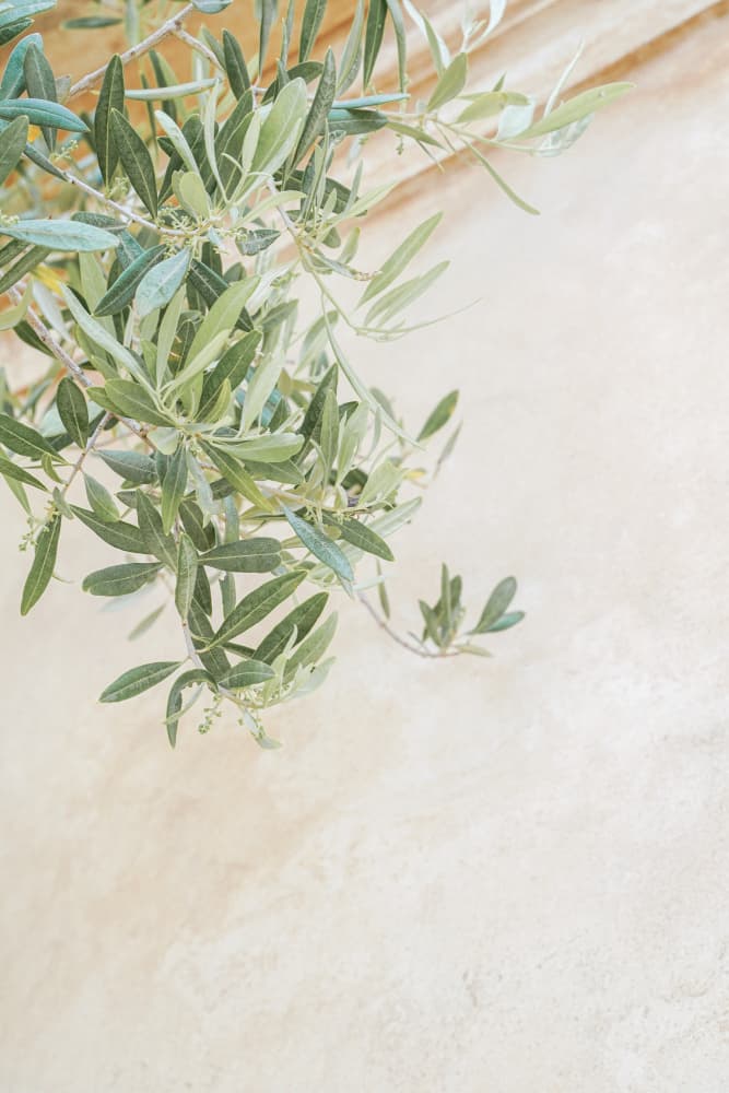 Soft Green Olive Branches by Henrike Schenk — canvas wall art