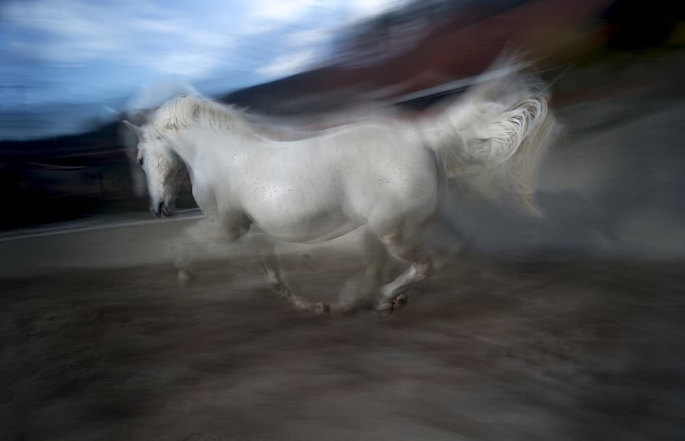 Wild White Horse Gallop by Milan Malovrh — canvas wall art