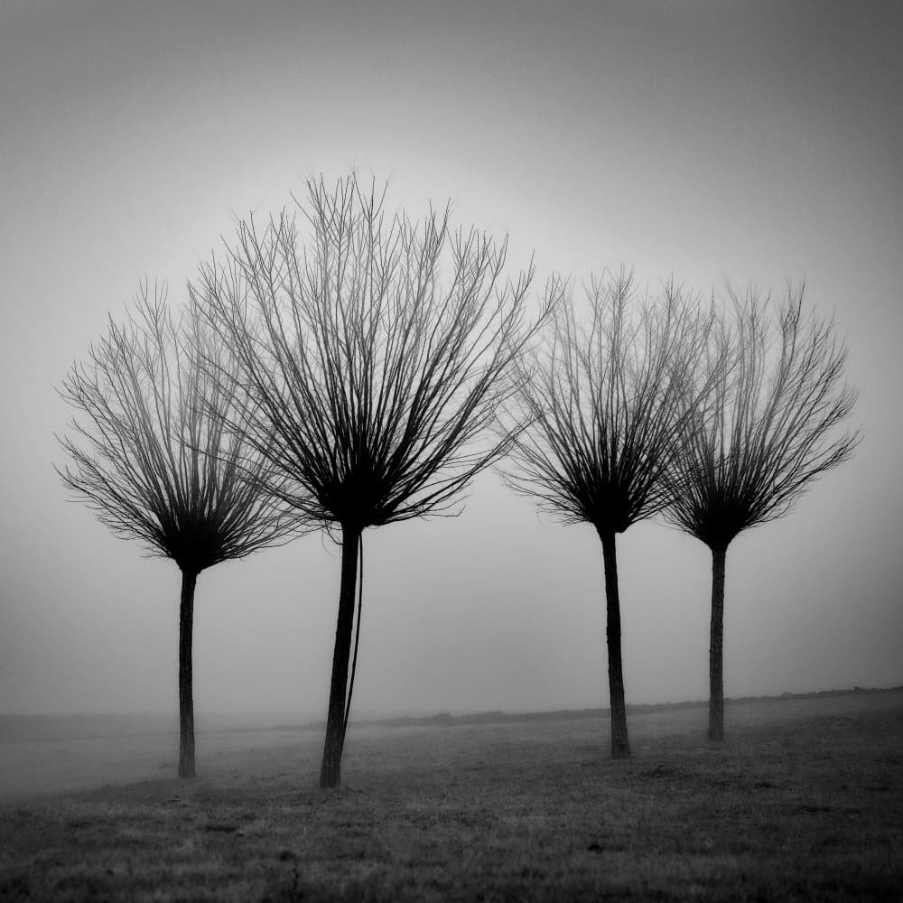 Misty Winter Trees by Milan Uhrin AFIAP AZSF — canvas wall art