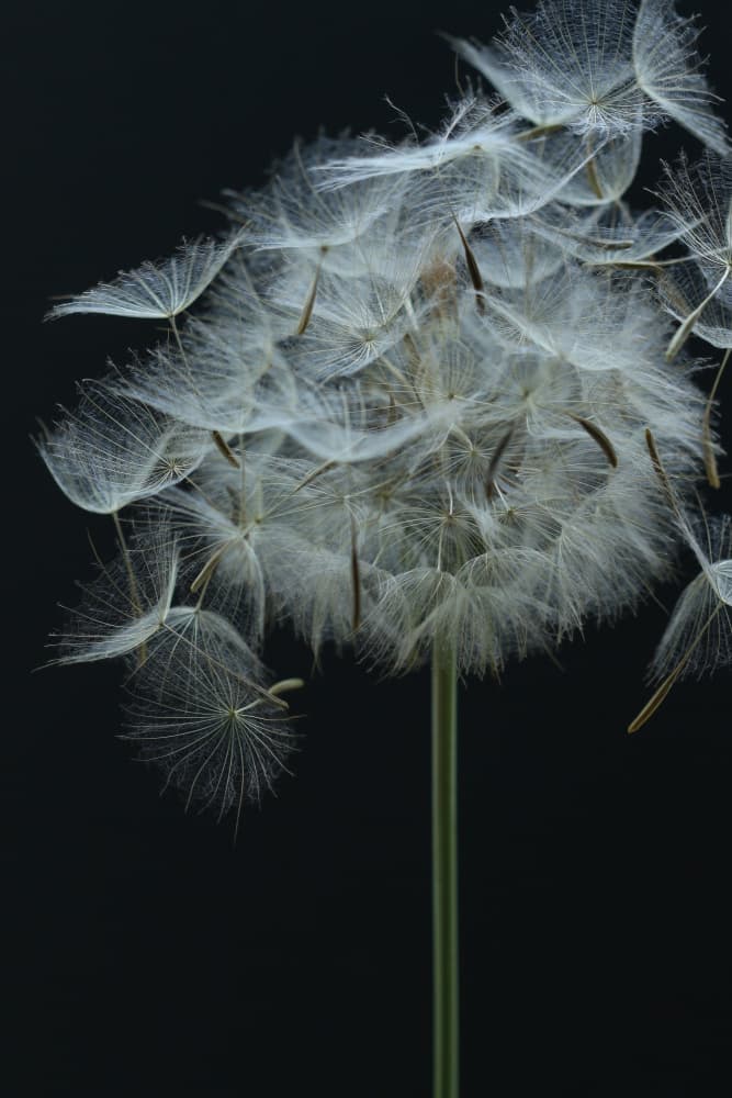 Ethereal Dandelion Seeds by Alyson Fennell — canvas wall art
